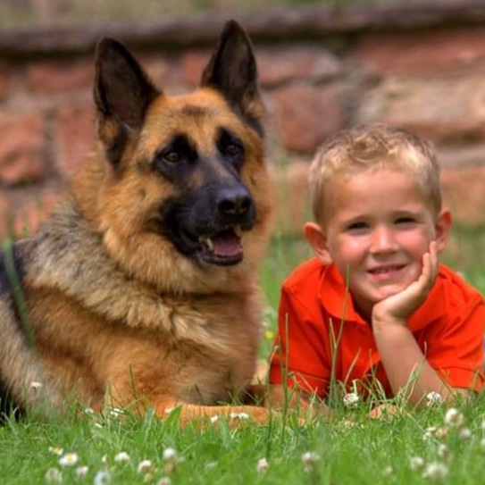 Der junge Jack Weiß trägt ein orangenes Poloshirt. Er liegt auf der Wiese neben seiner Schäferhündin Quonnie von der Bischofseiche