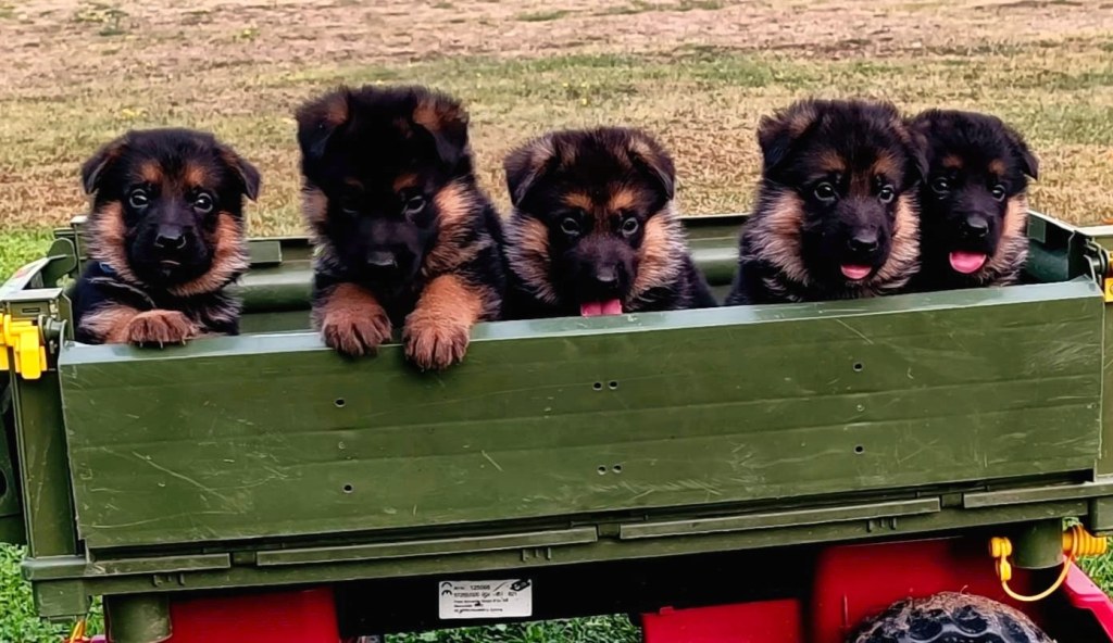 Fünf Schäferhundwelpen sitzen in einem grünen Kinder-Traktor Anhänger