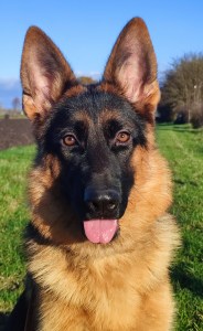 Zombie von der Bischofseiche 