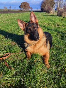 Zombie von der Bischofseiche mit 8,5 Monaten